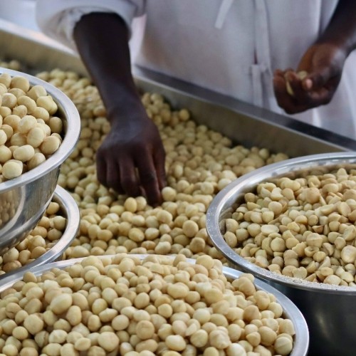 Macadamianüsse Grizly